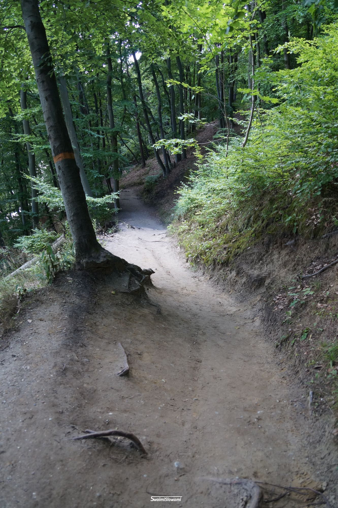 Gdynia Orlowo Klif 36.jpg